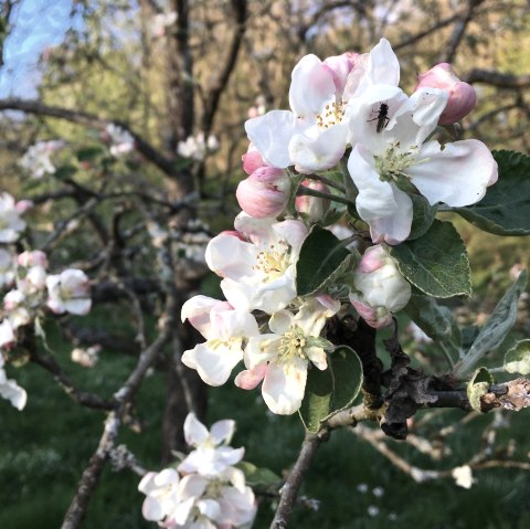 Streuobstblüte, © Streuobst EifelAhr e.V. Streuobstblüte, © Streuobst EifelAhr e.V.