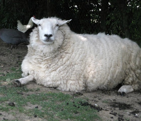 Schaf, © A. Bell Schaf, © A. Bell