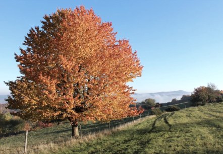 Baum im Herbstlaub Eifel und Ahrtal, © Walter Schmitz Baum im Herbstlaub Eifel und Ahrtal, © Walter Schmitz