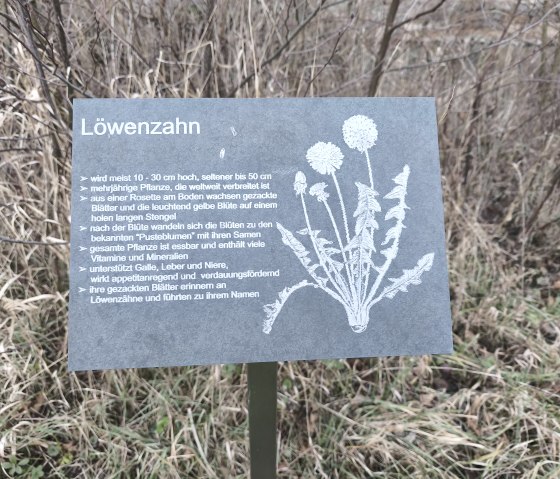Löwenzahn, © Tourist-Information Hocheifel-Nürburgring, DannySchmitz Löwenzahn, © Tourist-Information Hocheifel-Nürburgring, DannySchmitz