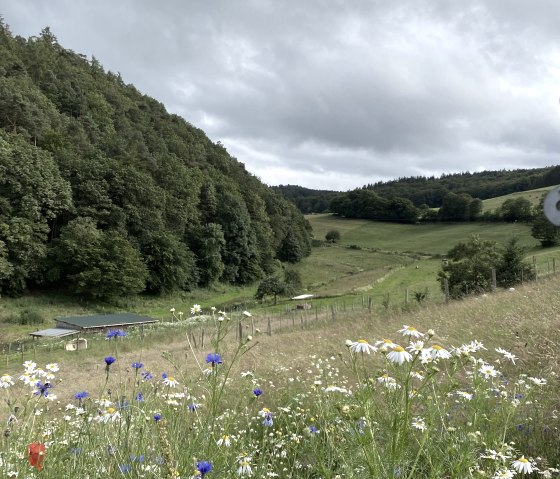 Blick von Kaltenborn zur Hohen Acht Blick von Kaltenborn zur Hohen Acht