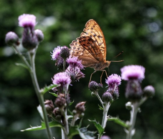 Schmetterling_Kaisermantel©Sebastian_Schulte, © VGVAdenau,S.Schulte Schmetterling_Kaisermantel©Sebastian_Schulte, © VGVAdenau,S.Schulte