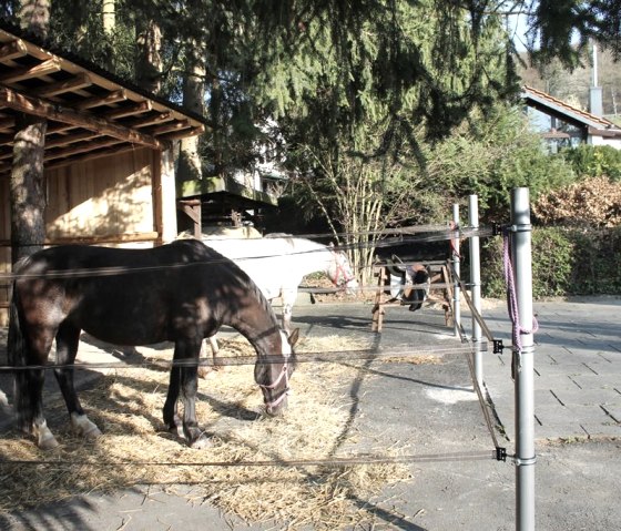 Offenstallboxen_3, © A.Zimmermann Offenstallboxen_3, © A.Zimmermann