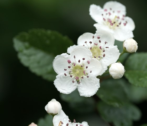 Weißdorn©SebastianSchulte, © VGVAdenau,S.Schulte Weißdorn©SebastianSchulte, © VGVAdenau,S.Schulte