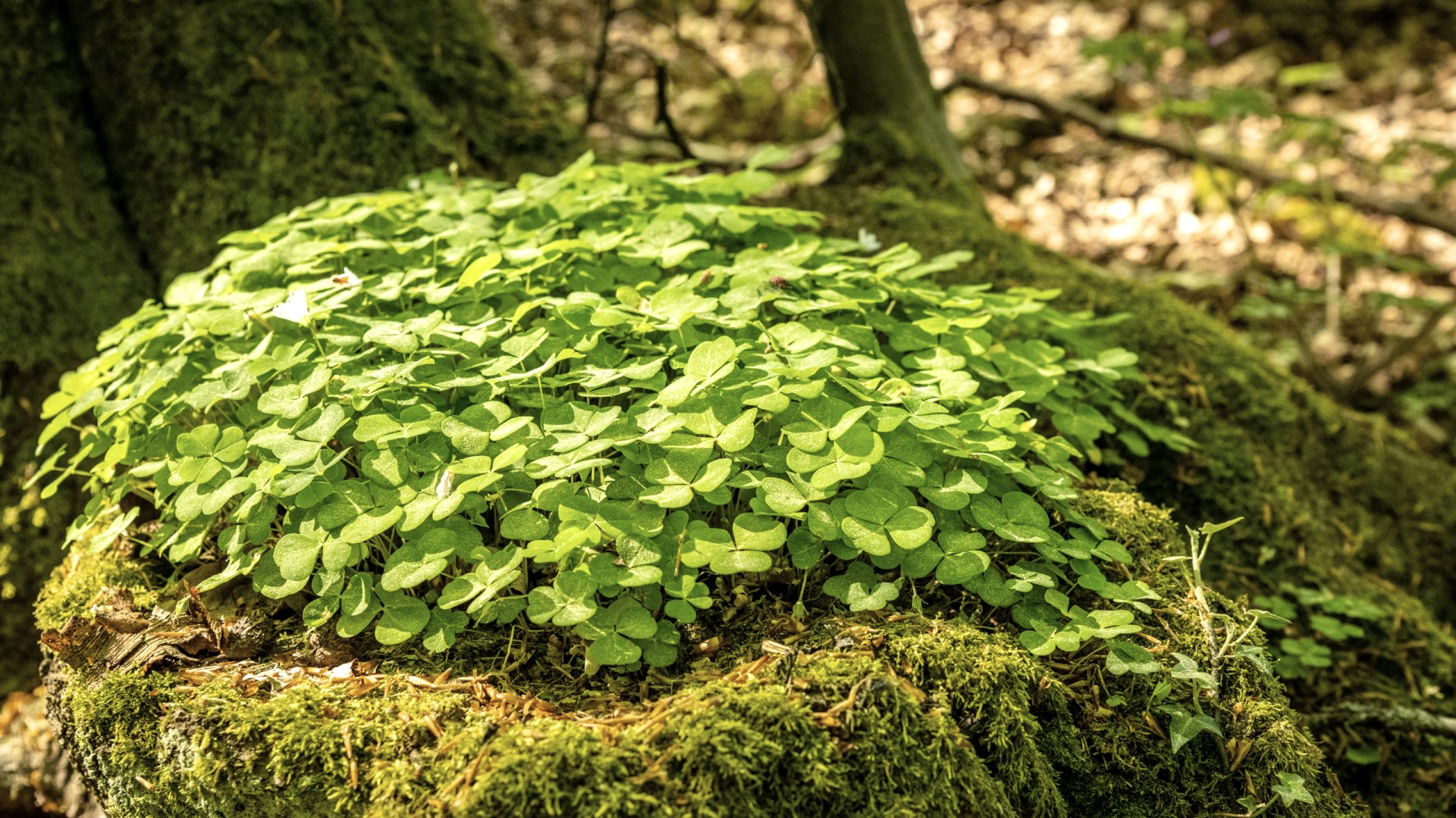 Glück im Laubwald auf den Spuren der Natur , © TI Hocheifel-Nürburgring, D.Ketz Glück im Laubwald auf den Spuren der Natur , © TI Hocheifel-Nürburgring, D.Ketz