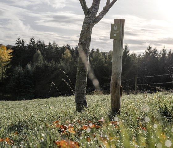 Der Waldretter-Trail führt durch die wunderschönen Wälder der Eifel. Der 14 Kilometer lange Rundwanderweg startet und endet an der Waldakademie in Wershofen, © Wohllebens Waldakademie Waldretter Wanderweg