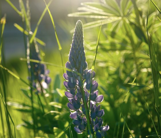 Wilde Lupine©SebastianSchulte, © VGVAdenau,S.Schulte Wilde Lupine©SebastianSchulte, © VGVAdenau,S.Schulte
