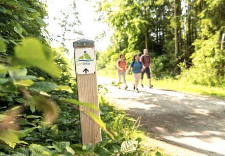 Wandertouren | Hocheifel-Nürburgring, © Dominik Ketz_ Eifel Tourismus GmbH Wandertouren | Hocheifel-Nürburgring, © Dominik Ketz_ Eifel Tourismus GmbH