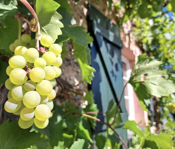 Trauben, © Pannhausen Trauben, © Pannhausen