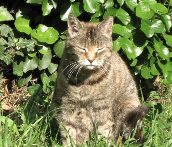 Katze, © A. Bell Katze, © A. Bell