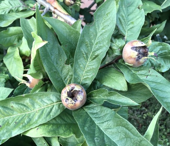 Mispeln, © C. Schmitz Mispeln, © C. Schmitz