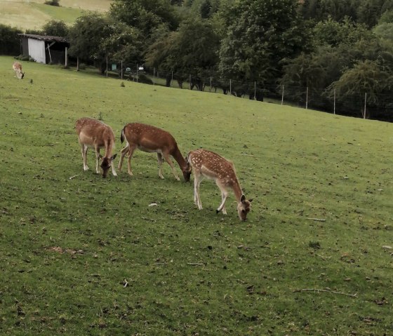 Wildgehege bei Winnerath1, © Tourist-Information Hocheifel-Nürburgring, DannySchmitz Wildgehege bei Winnerath1, © Tourist-Information Hocheifel-Nürburgring, DannySchmitz