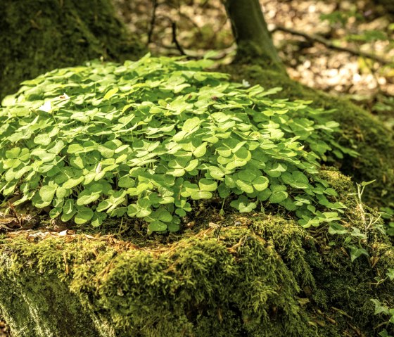 Wanderimpressionen, © Dominik Ketz Wanderimpressionen, © Dominik Ketz