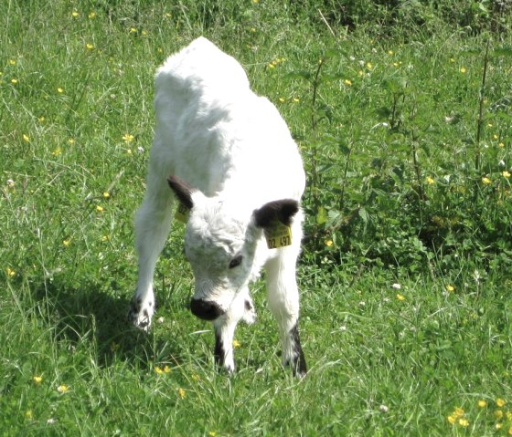 Kalb, © A. Bell Kalb, © A. Bell