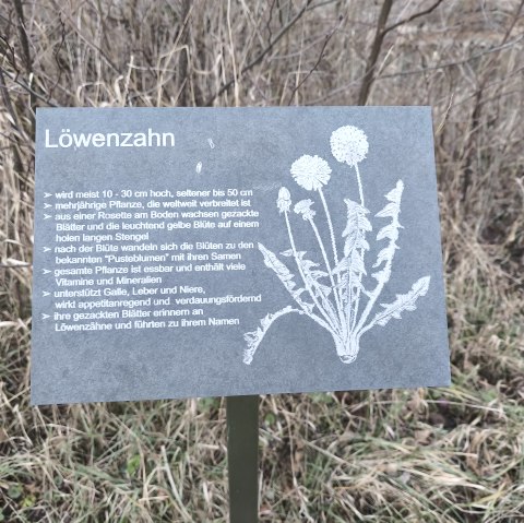 Löwenzahn, © Tourist-Information Hocheifel-Nürburgring, DannySchmitz Löwenzahn, © Tourist-Information Hocheifel-Nürburgring, DannySchmitz