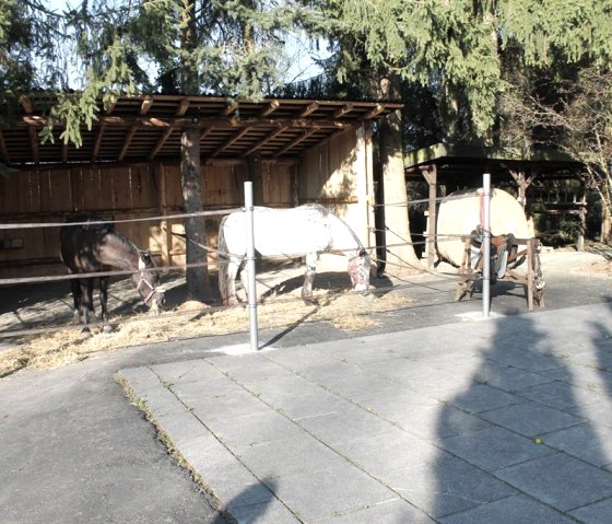 Offenstallboxen_2, © A.Zimmermann Offenstallboxen_2, © A.Zimmermann