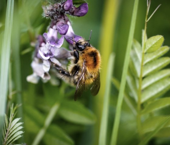 Zottelwicke mit Biene©SebastianSchulte, © VGVAdenau,S.Schulte Zottelwicke mit Biene©SebastianSchulte, © VGVAdenau,S.Schulte
