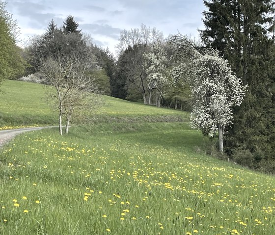 Zuweg Ahrsteig Antweiler Zuweg Ahrsteig Antweiler
