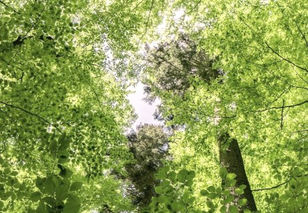 Buchen-Blätterdach_UrwaldProjekt, © Tourist-Information Hocheifel-Nürburgring, Wohllebens Waldakademie Buchen-Blätterdach_UrwaldProjekt, © Tourist-Information Hocheifel-Nürburgring, Wohllebens Waldakademie