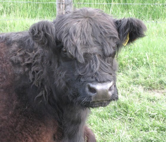 Kuh, © A. Bell Kuh, © A. Bell