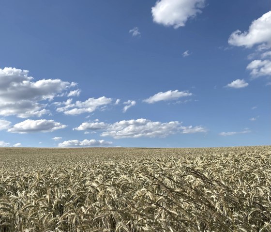 Sommer Dorsel Sommer Dorsel