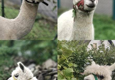 Sandras Eifler Alpakas, © Sandras Eifler Alpakas Sandras Eifler Alpakas, © Sandras Eifler Alpakas