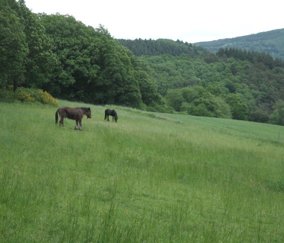 wandern_rund_um_schuld, © Gerd Spitzlay wandern_rund_um_schuld, © Gerd Spitzlay