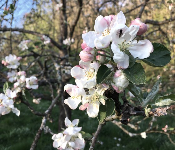 Streuobstblüte, © Streuobst EifelAhr e.V. Streuobstblüte, © Streuobst EifelAhr e.V.