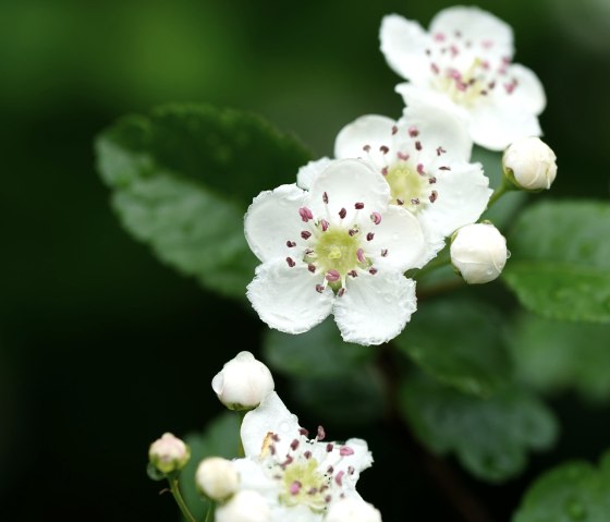 Weissdornblüte©SebastianSchulte, © VGVAdenau,S.Schulte Weissdornblüte©SebastianSchulte, © VGVAdenau,S.Schulte