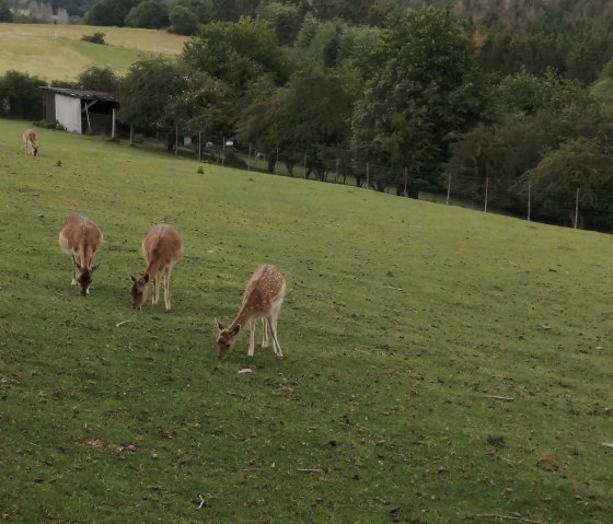 Wildgehege bei Winnerath 2, © Tourist-Information Hocheifel-Nürburgring, DannySchmitz Wildgehege bei Winnerath 2, © Tourist-Information Hocheifel-Nürburgring, DannySchmitz