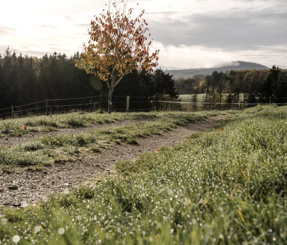 A tree with red leaves stands in a meadow next to a path. Forests and hills can be seen in the background, the sky is cloudy., © ©Wohlleben_Waldakademie A tree with red leaves stands in a meadow next to a path. Forests and hills can be seen in the background, the sky is cloudy., © ©Wohlleben_Waldakademie