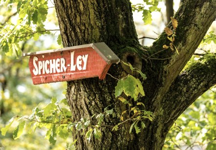 Spicher-Ley_AhrSteig, © Dominik_Ketz Spicher-Ley_AhrSteig, © Dominik_Ketz