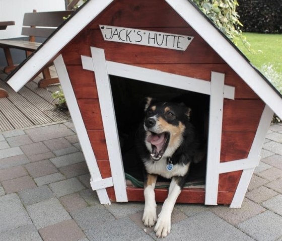 Haushund, © A.Zimmermann Haushund, © A.Zimmermann