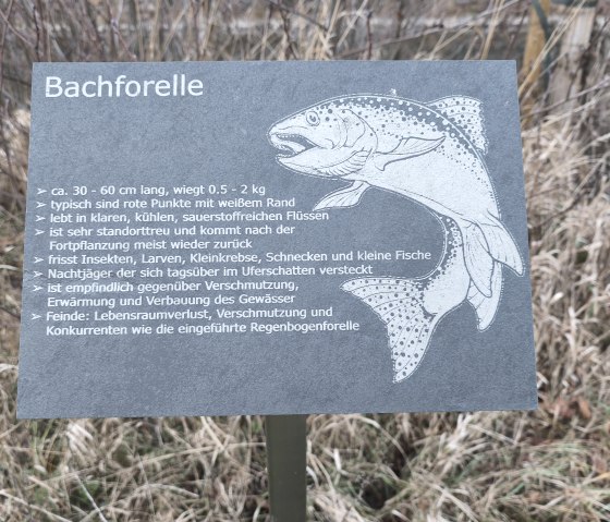 Bachforelle, © Tourist-Information Hocheifel-Nürburgring Bachforelle, © Tourist-Information Hocheifel-Nürburgring