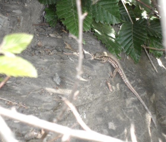 gefaehrten-am-wegesrand, © Gerd Spitzlay gefaehrten-am-wegesrand, © Gerd Spitzlay