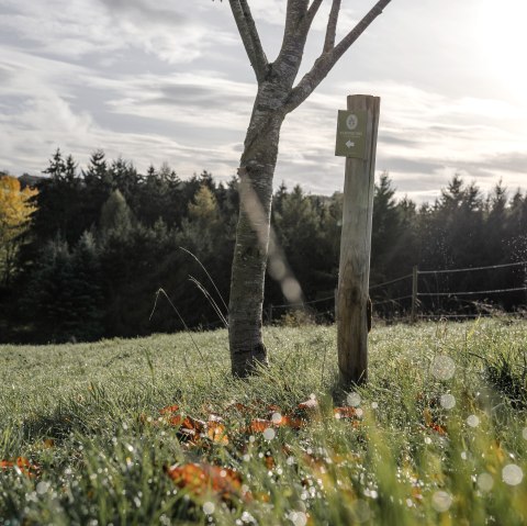 Ein Baum mit buntem Herbstlaub steht neben einem Holzpfosten auf einer taufrischen Wiese, im Hintergrund ein dichter Wald unter bewölktem Himmel., © ©Wohlleben_Waldakademie Ein Baum mit buntem Herbstlaub steht neben einem Holzpfosten auf einer taufrischen Wiese, im Hintergrund ein dichter Wald unter bewölktem Himmel., © ©Wohlleben_Waldakademie
