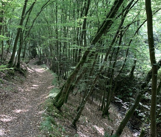 Waldweg Waldweg