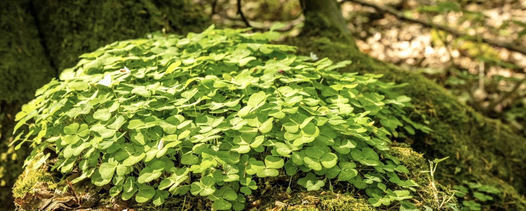 Glück im Laubwald auf den Spuren der Natur , © TI Hocheifel-Nürburgring, D.Ketz Glück im Laubwald auf den Spuren der Natur , © TI Hocheifel-Nürburgring, D.Ketz