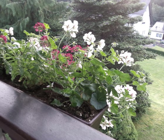 Blick vom Balkon, © Poll Blick vom Balkon, © Poll