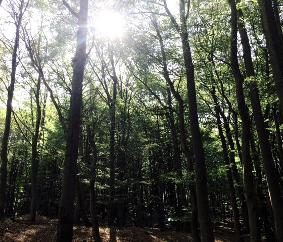De zonnestralen dringen door het dichte bladerdak van een beukenbos, de grond is bedekt met bladeren., © Sebastian Schulte De zonnestralen dringen door het dichte bladerdak van een beukenbos, de grond is bedekt met bladeren., © Sebastian Schulte