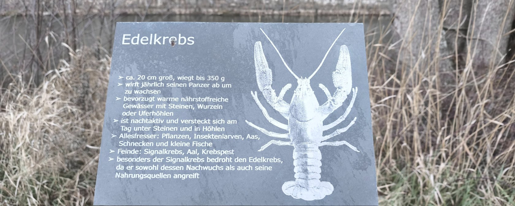 Edelkrebs, © Tourist-Information Hocheifel-Nürburgring, DannySchmitz Edelkrebs, © Tourist-Information Hocheifel-Nürburgring, DannySchmitz