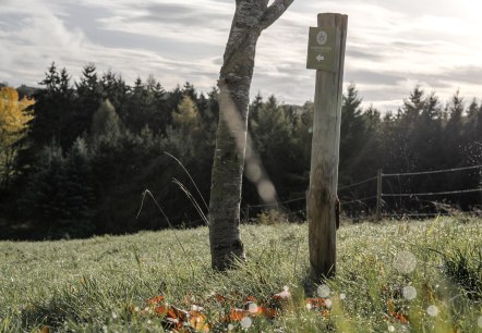 Waldretter-Trail_Herbst_HighRes-4, © ©Wohlleben_Waldakademie Waldretter-Trail_Herbst_HighRes-4, © ©Wohlleben_Waldakademie