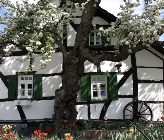 Fachwerkhaus mit grünen Fensterläden, blühendem Baum und buntem Blumenbeet. Ein altes Wagenrad lehnt an der Wand., © Walter Schmitz Fachwerkhaus mit grünen Fensterläden, blühendem Baum und buntem Blumenbeet. Ein altes Wagenrad lehnt an der Wand., © Walter Schmitz