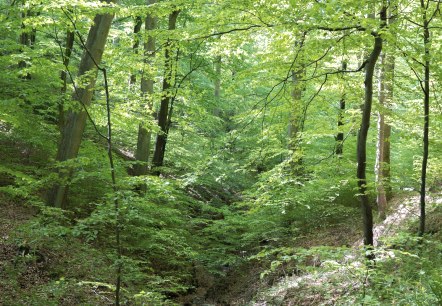 Dreisbachtal, © Tourist-Information Hocheifel-Nürburgring, Wohllebens Waldakademie Dreisbachtal, © Tourist-Information Hocheifel-Nürburgring, Wohllebens Waldakademie