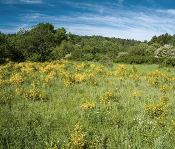 Gelbe Ginsterbüsche blühen auf einer grünen Wiese, umgeben von Bäumen, unter einem klaren blauen Himmel auf der Dreiborner Hochfläche., © Dominik Ketz - Stadt Schleiden