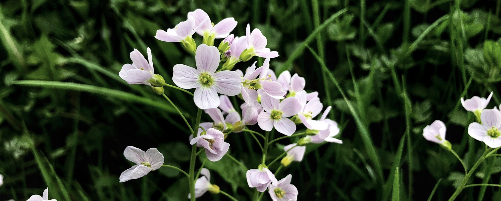 Blumen, &copy; Sebastian Schulte