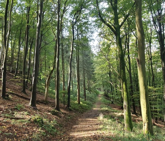 Wershofener Buchenwälder, © FeWo Eifelnest Wershofen, Schmidt