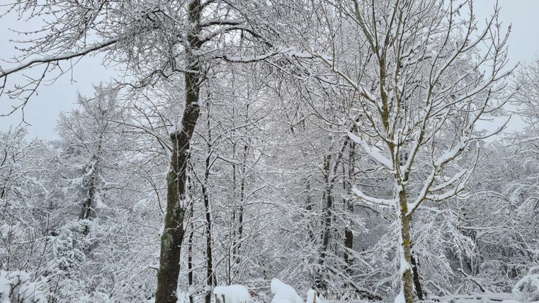 Een besneeuwd winterlandschap met met sneeuw bedekte bomen. De lucht is grijs en de scène lijkt rustig en vredig.