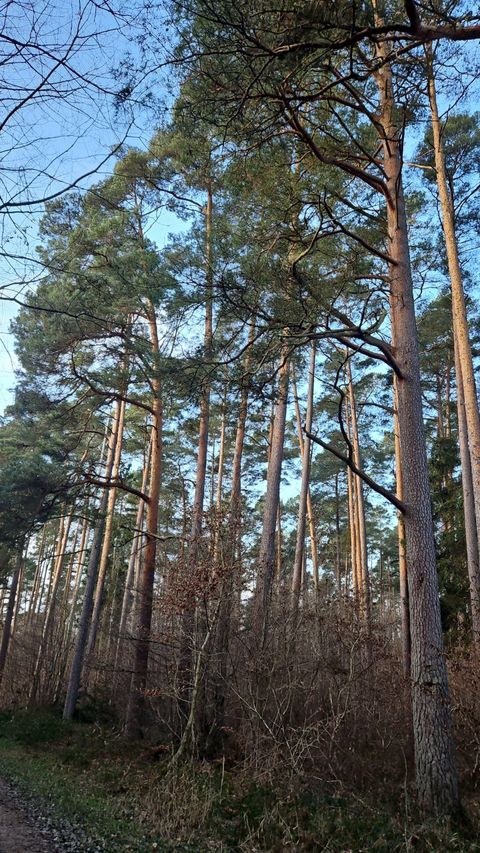 Ein Wald mit hohen Kiefern und glattem Himmel. Die farbenfrohe Vegetation sorgt für eine ruhige und friedliche Atmosphäre.