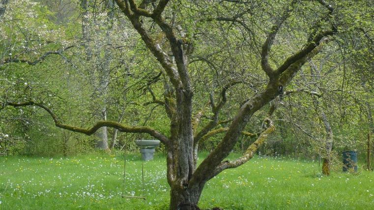 An old tree stands in a green meadow, surrounded by fresh grass and blooming plants. The atmosphere is calm and natural.